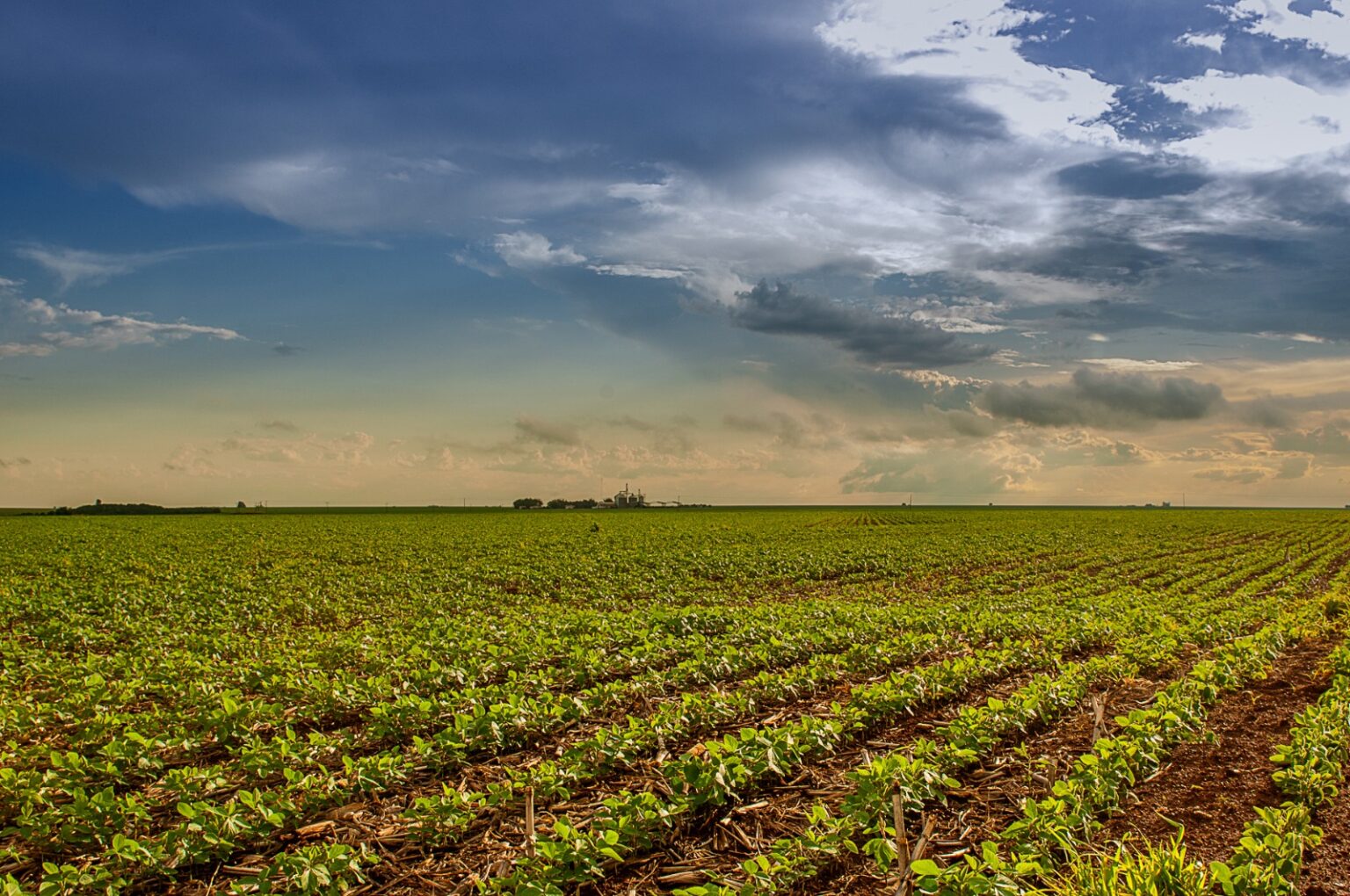 Prazo para Semeadura da Soja em Goiás Termina em 2 de Janeiro de 2026 Prazo para Semeadura da Soja em Goiás Termina em 2 de Janeiro de 2026