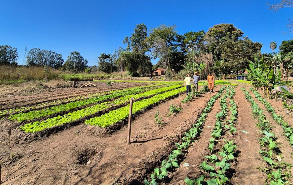 Segurança Alimentar e Identidade: Saberes Terena Direcionam Cuidados em Miranda Segurança Alimentar e Identidade: Saberes Terena Direcionam Cuidados em Miranda