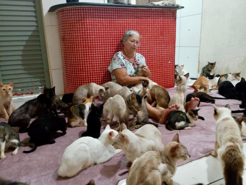 A Luta Diária de uma Protetora Independente: Mais de 120 Gatos em Busca de Ajuda