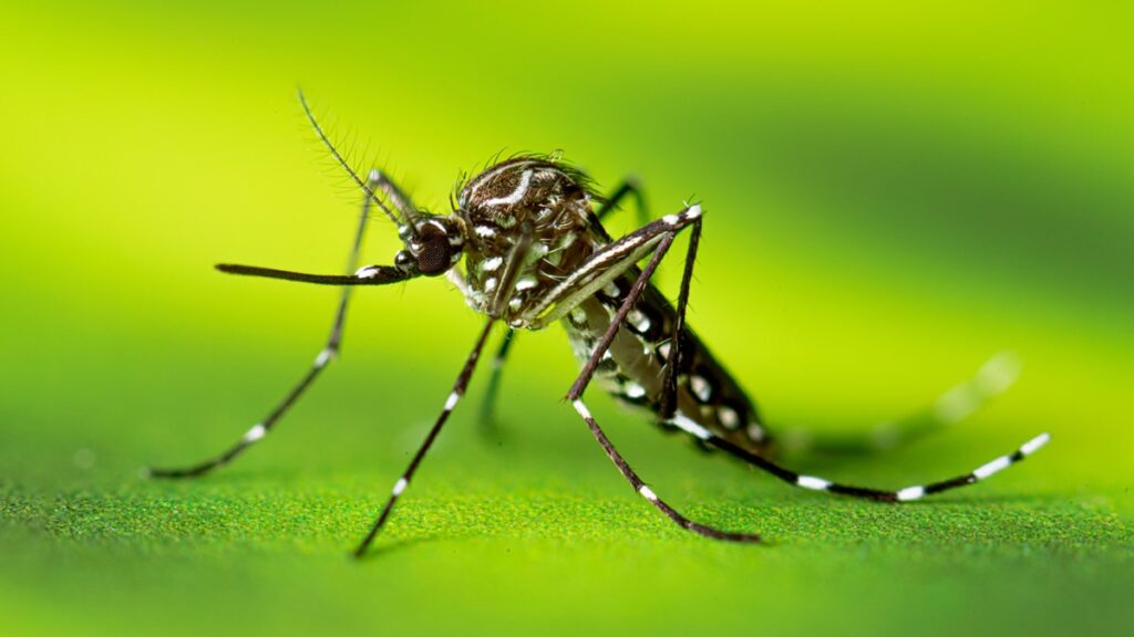 Dengue apresenta queda no Brasil em 2025, mas Acre enfrenta altas taxas de incidência
