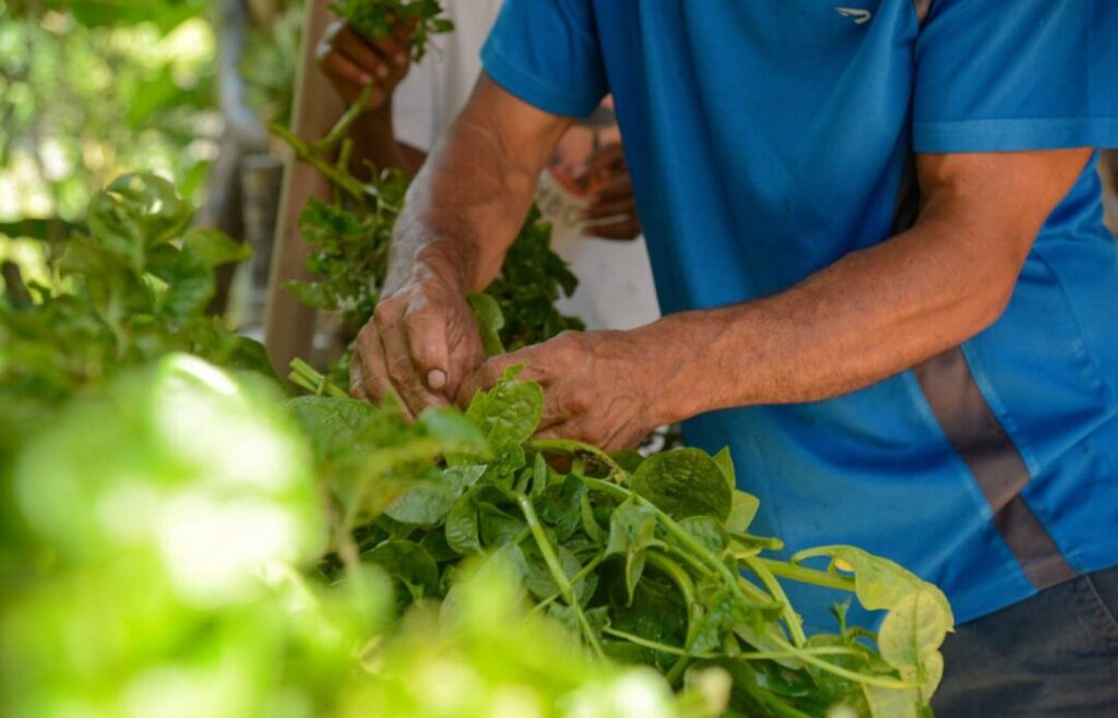 Facilidade na Habilitação de Produtores Rurais para Exportação com Plataforma Gratuita