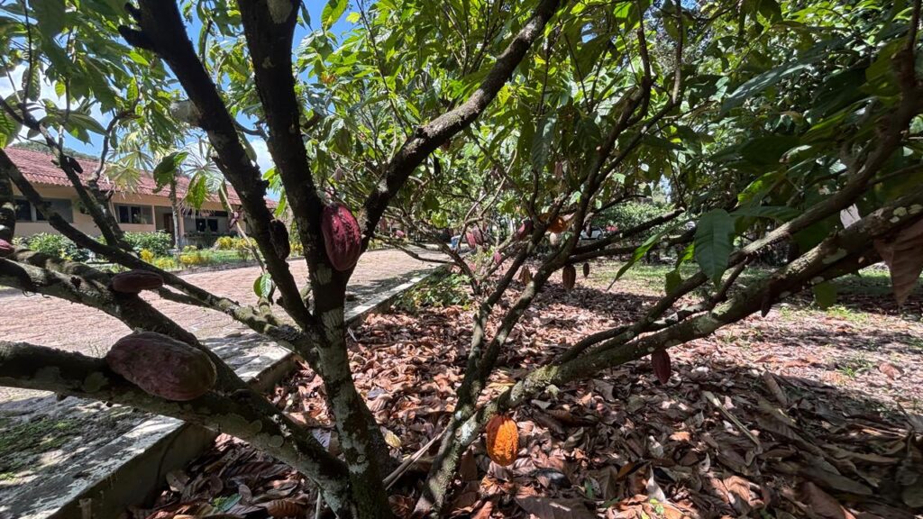 Governo do Acre e Sebrae Impulsionam Cacau com Capacitação Focada em Sustentabilidade