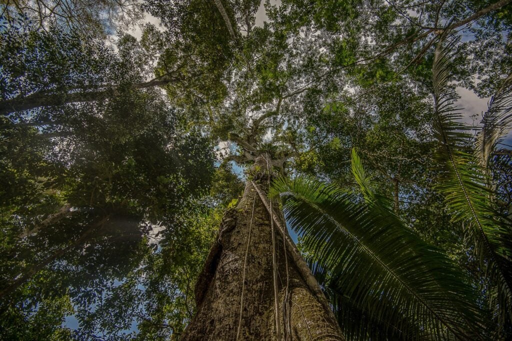Dia Mundial das Florestas: Acre Potencializa Políticas Indígenas para a Conservação Ambiental Dia Mundial das Florestas: Acre Potencializa Políticas Indígenas para a Conservação Ambiental