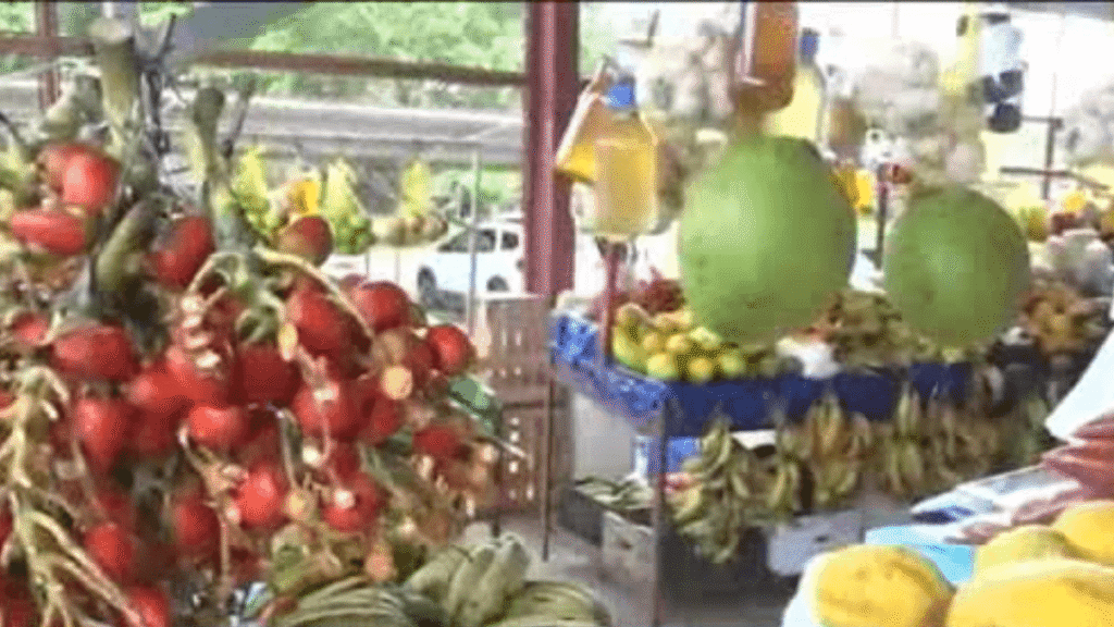 Safra da Pupunha no Acre: Impulsiona Economia Local e Gera Renda para Produtores