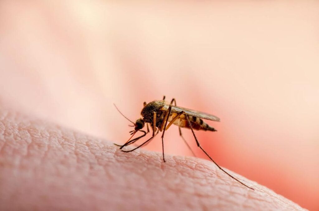 Acre lidera redução histórica de casos de malária na Amazônia Legal em 2026