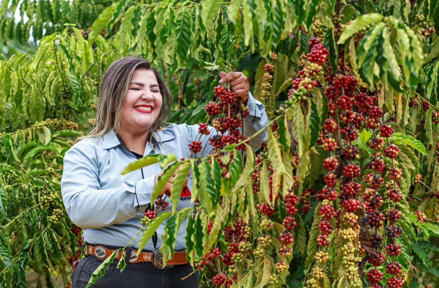 Acre se Destaca como Novo Polo Produtor de Café no Brasil