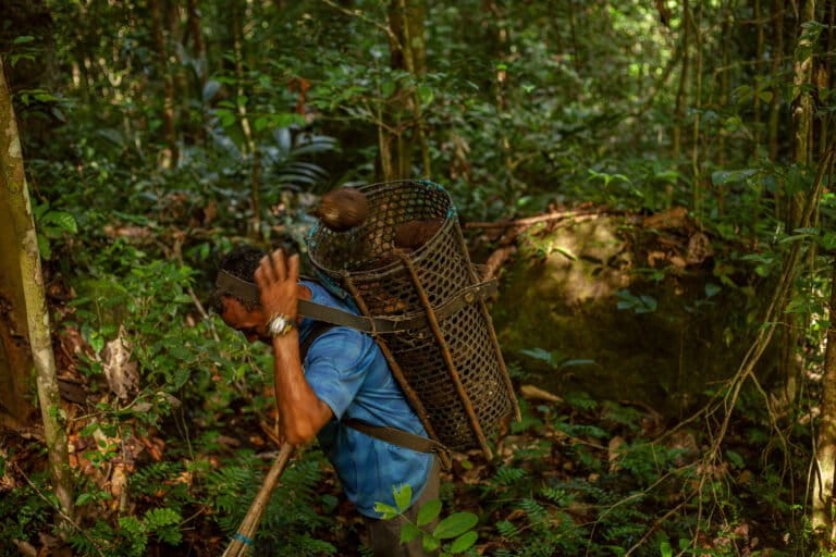 Governo do Acre Investe US$ 30 Mil em Tecnologia para Mapeamento da Castanha-da-Amazônia e Fortalecimento da Bioeconomia Governo do Acre Investe US$ 30 Mil em Tecnologia para Mapeamento da Castanha-da-Amazônia e Fortaleci