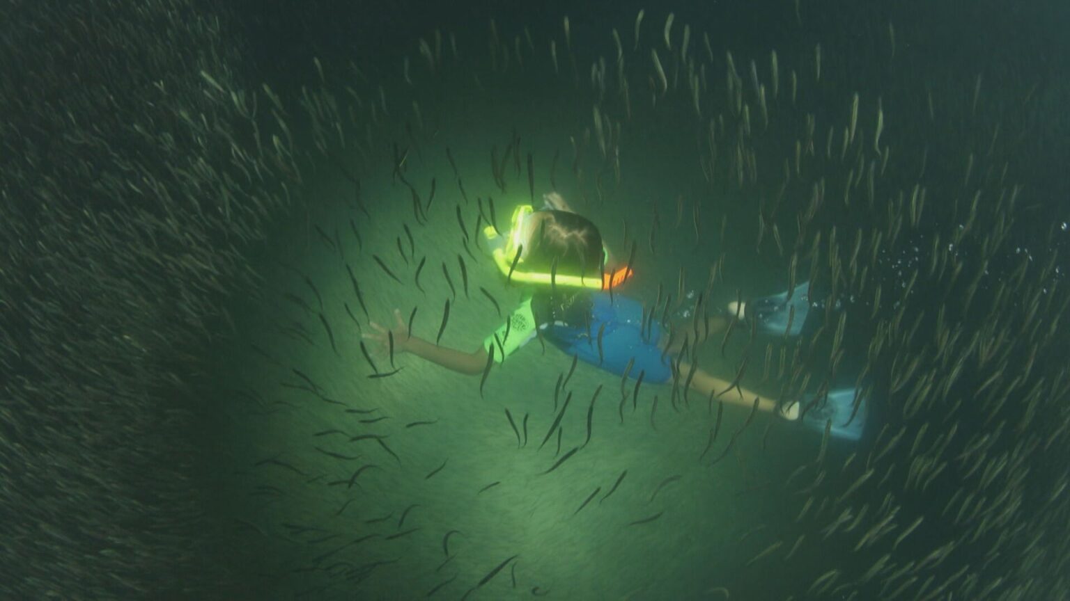 Manchas no mar do Rio: Entenda o fenômeno das manjubinhas e o que isso significa