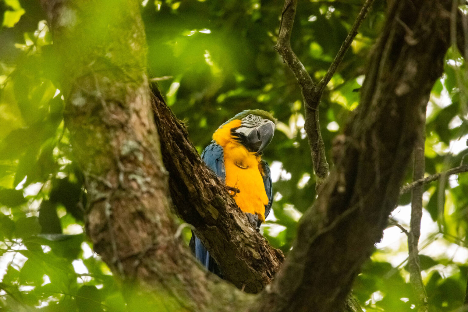 Araras-canindé Retornam ao Rio de Janeiro Após Mais de 200 Anos de Extinção Local