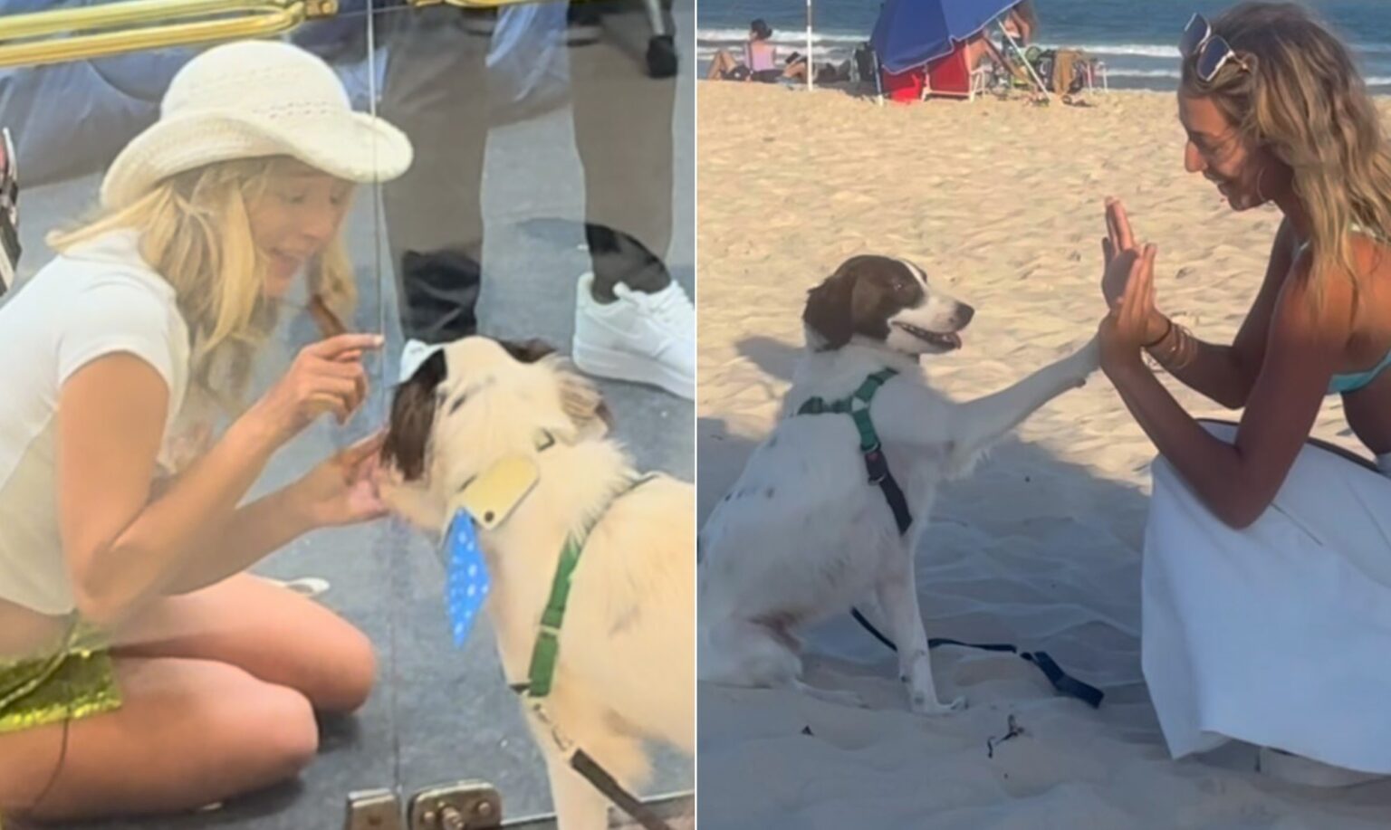 Cachorro de Três Patas de Samira do ‘BBB 26’ Conquista Fãs e Inicia Campanha por Próteses Cachorro de Três Patas de Samira do 'BBB 26' Conquista Fãs e Inicia Campanha por Próteses