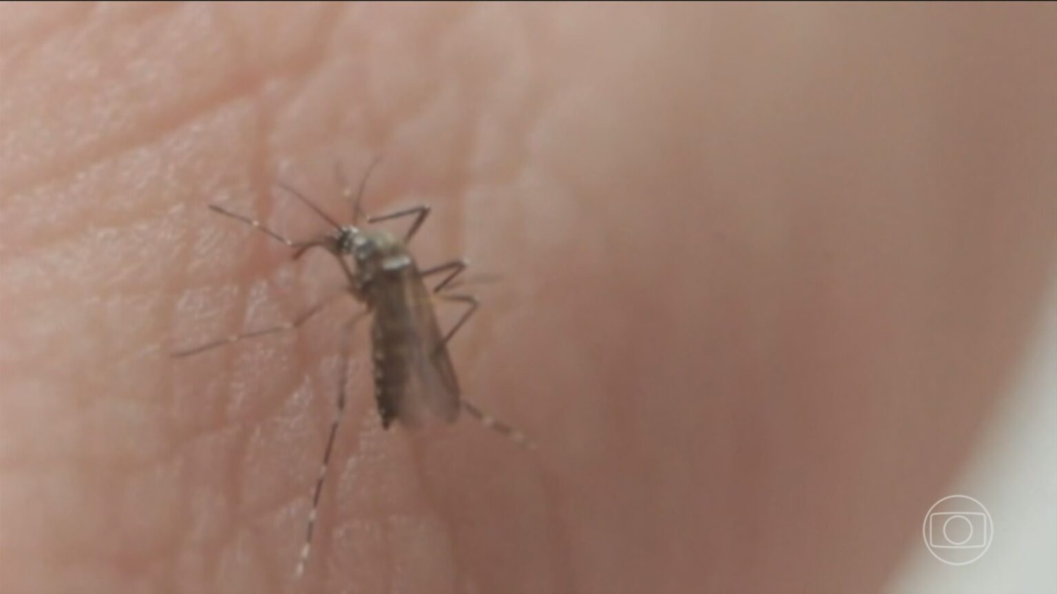 Santos Intensifica Combate à Dengue com Mapeamento Estratégico