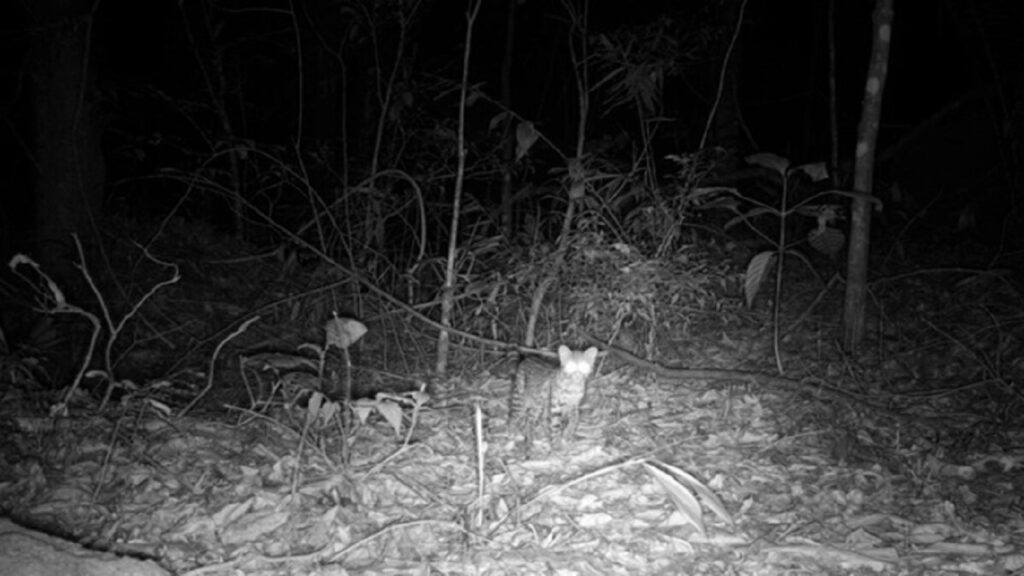 Descoberta de Animais Extintos no Rio de Janeiro: Uma Revelação Histórica