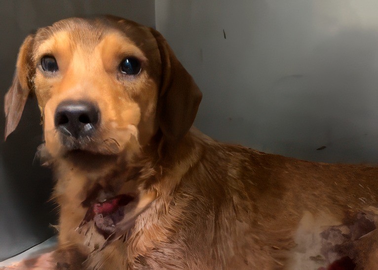 Cachorro Caramelo Baleado em Guaratiba: Moradores Acusam Policial e Vereador Promete Ação