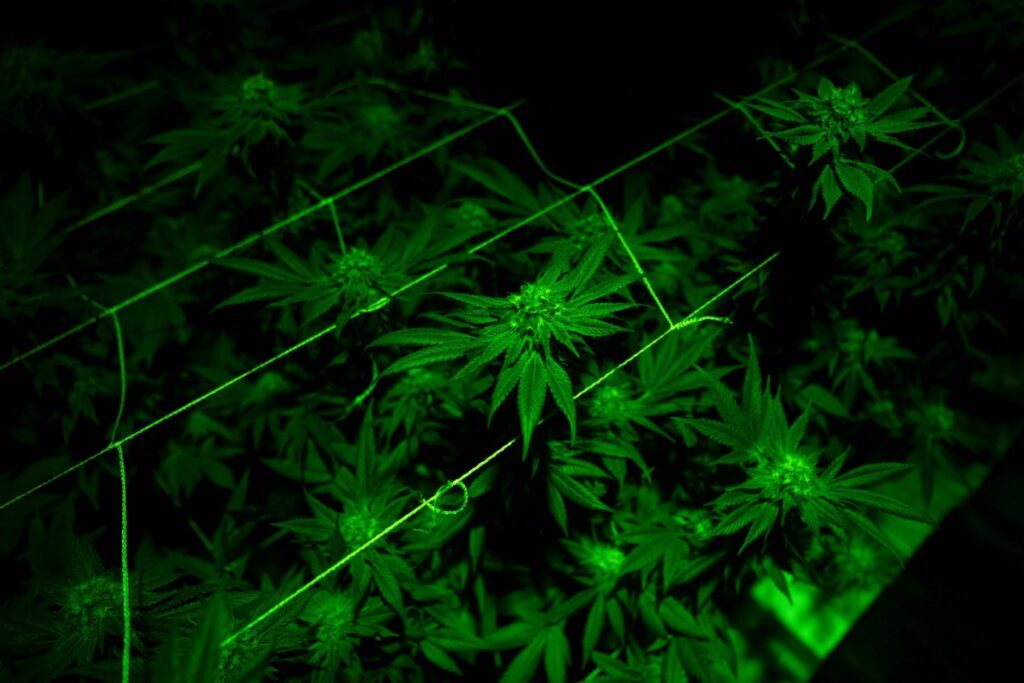 Estudo Revela Que 8,5% das Gestantes Usaram Cocaína ou Maconha em 2025
