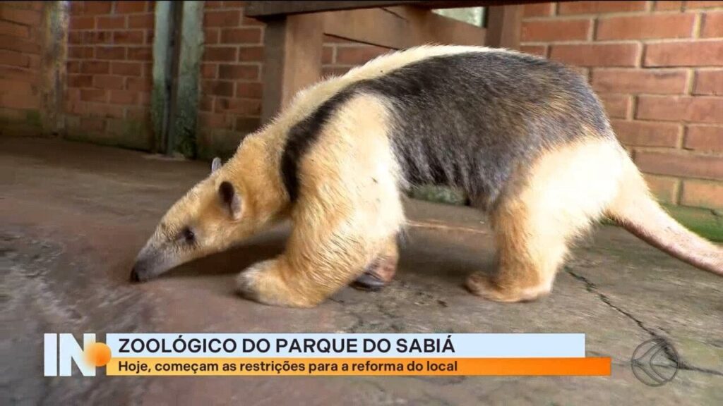 Transferência de Animais: Tucano, Emas e Tamanduá-Mirim Chegam ao Rio de Janeiro