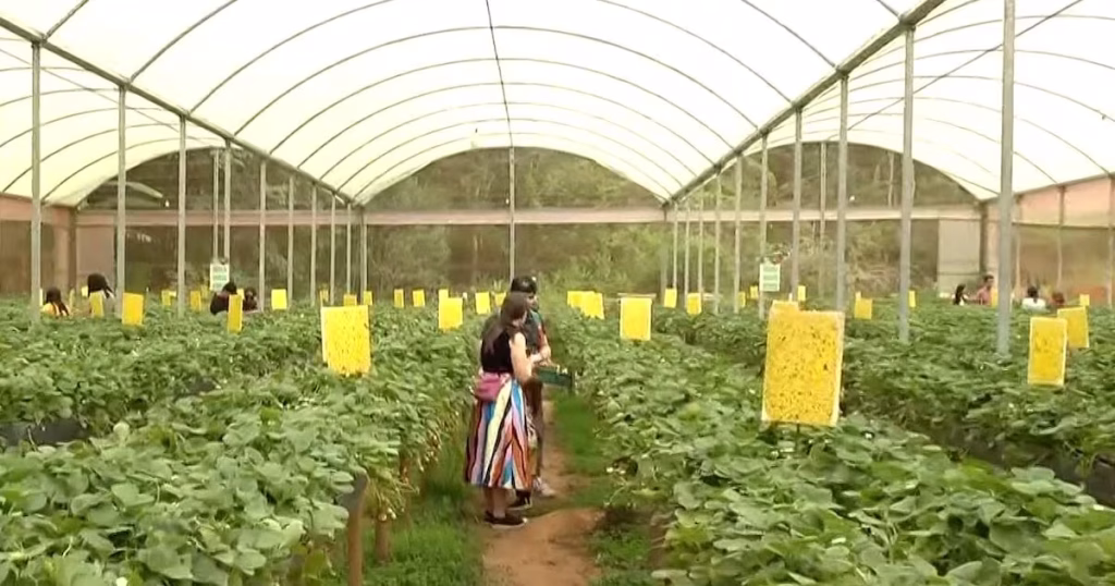 Descubra o Encanto do Turismo Rural em Petrópolis com a Colheita de Morangos