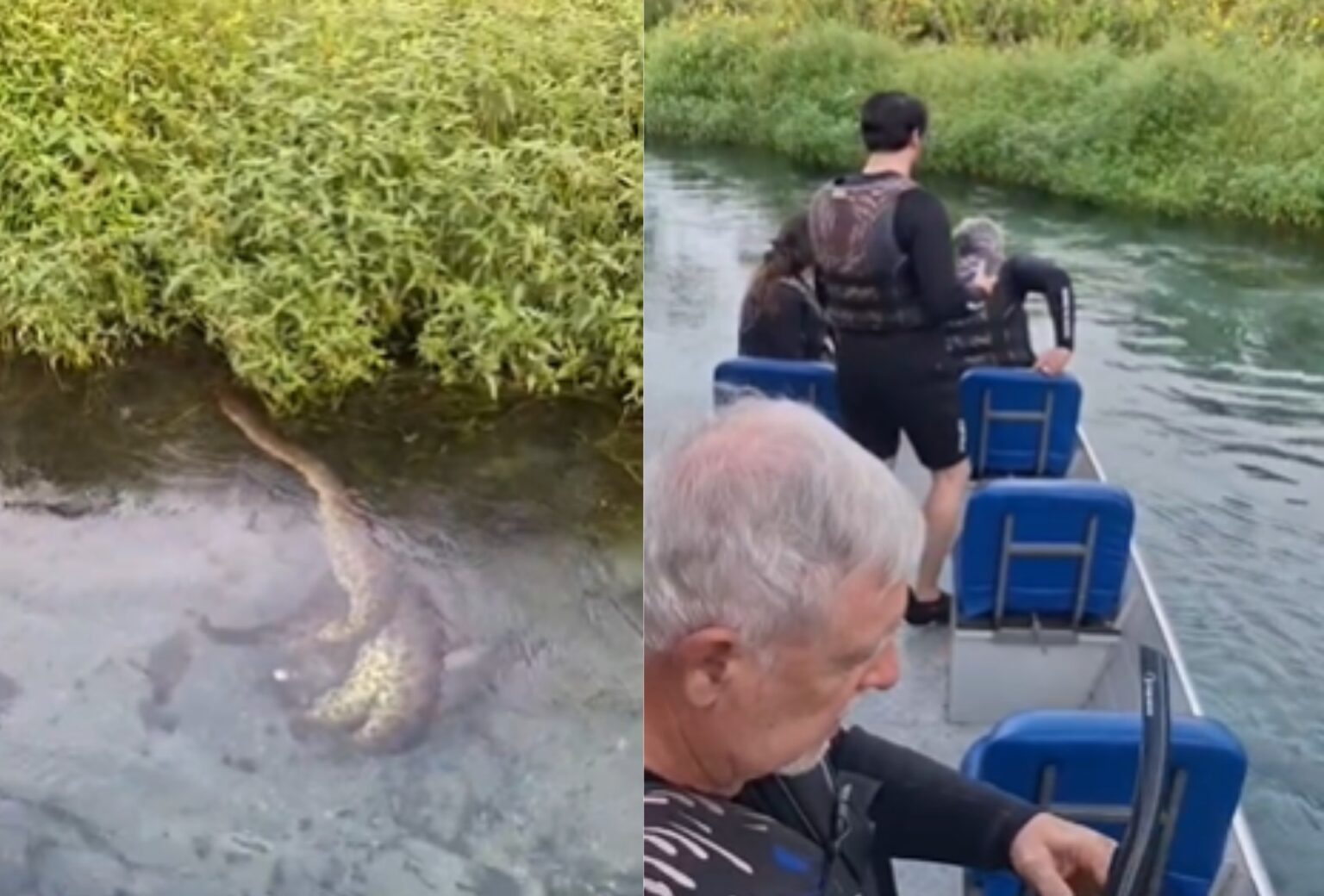 Turistas em Bonito flagraram sucuri predando porco-do-mato em águas cristalinas