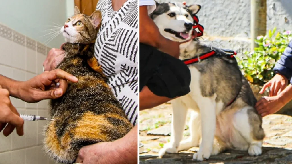 Campanha de Vacinação Antirrábica em Petrópolis: Proteja Seu Cão e Gato