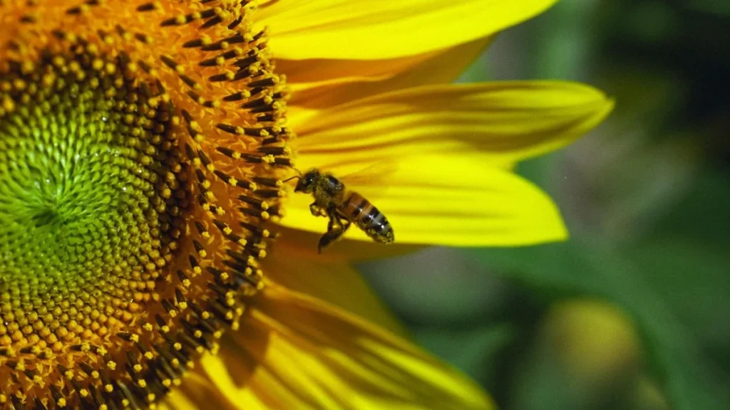 Primavera de 2026: mudanças no clima e desafios para o campo brasileiro