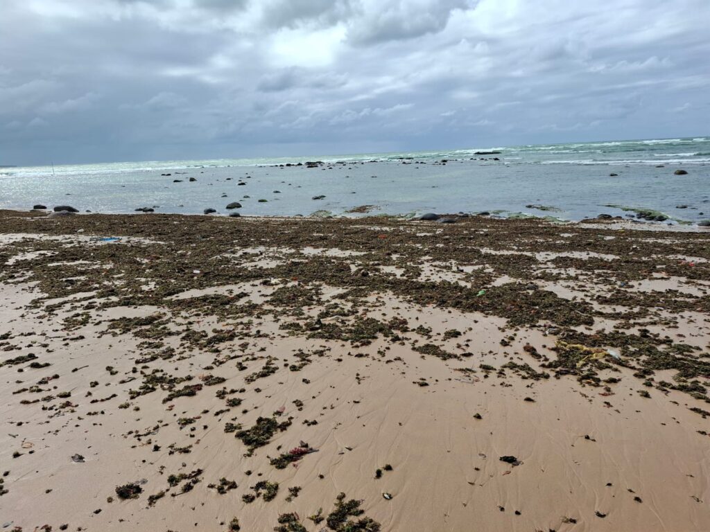 Sargaços: Uma Nova Rota Sustentável da Praia ao Campo em Alagoas Imagem do artigo