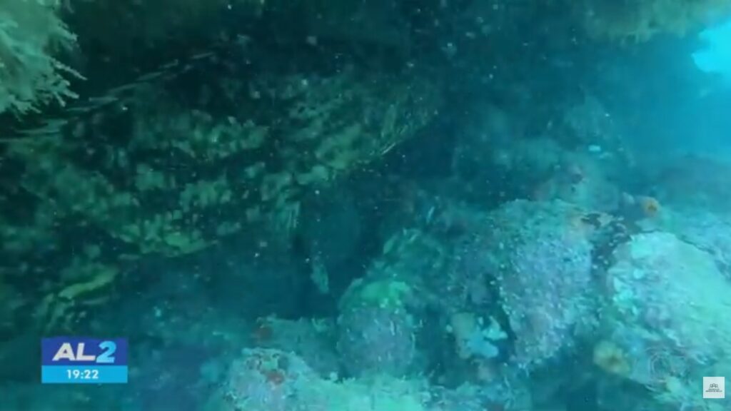 Peixe Mero: Espécie Rara e Ameaçada de Extinção é Vista em Coruripe