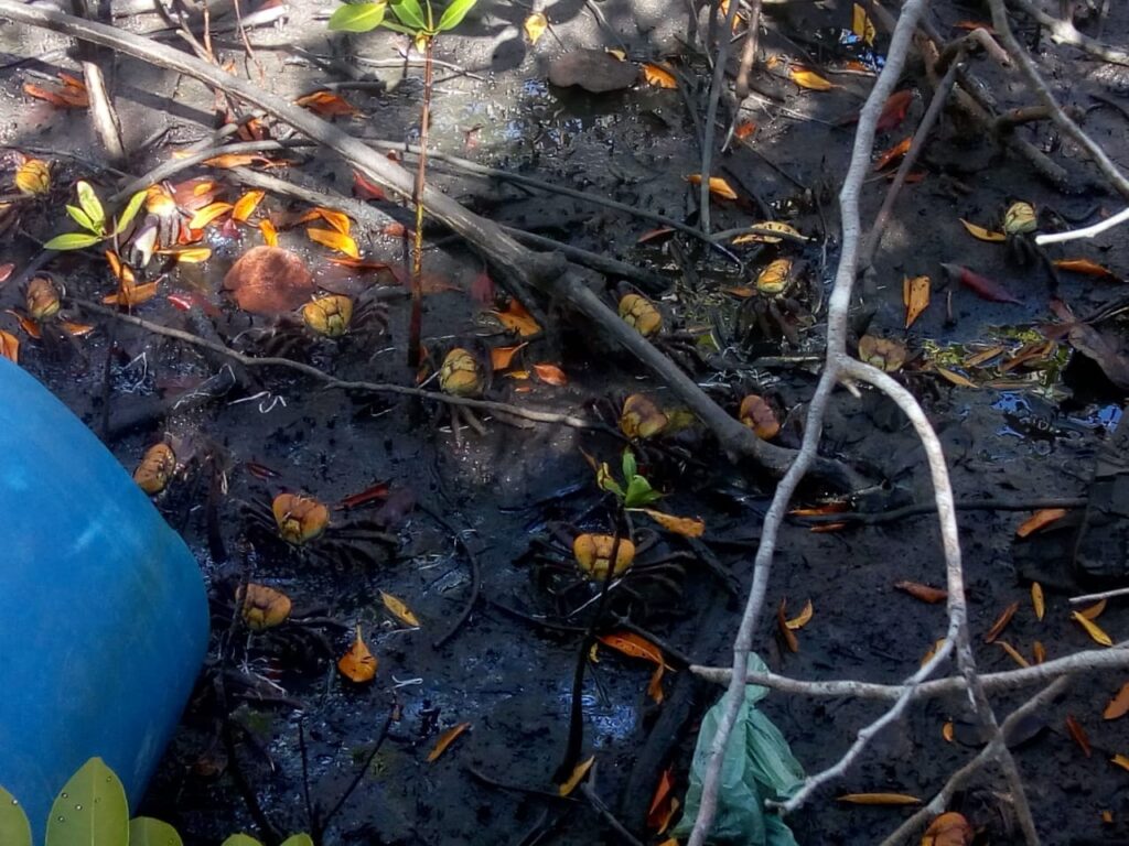 Polícia Prende Dois Homens em Maceió com 17 kg de Caranguejo-Uçá Durante Período de Defeso