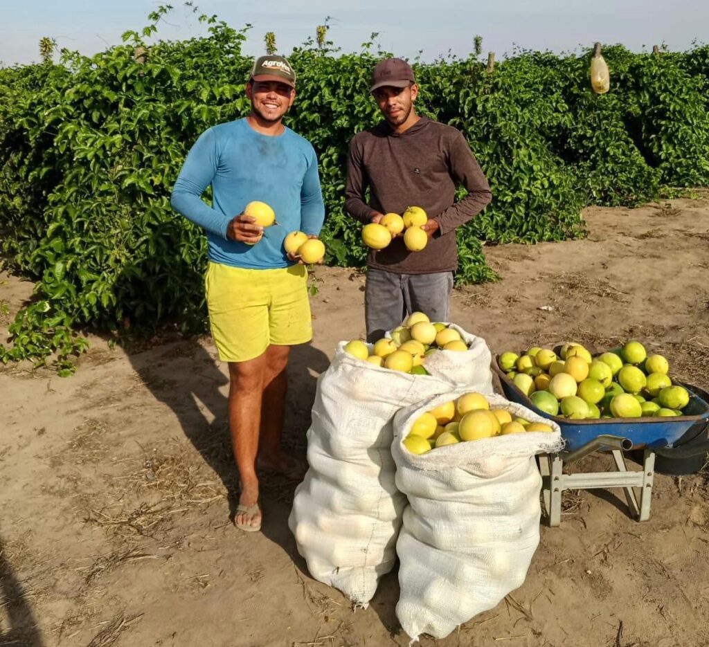 Do Canavial ao Pomar: O Avanço da Fruticultura no Agreste de Alagoas