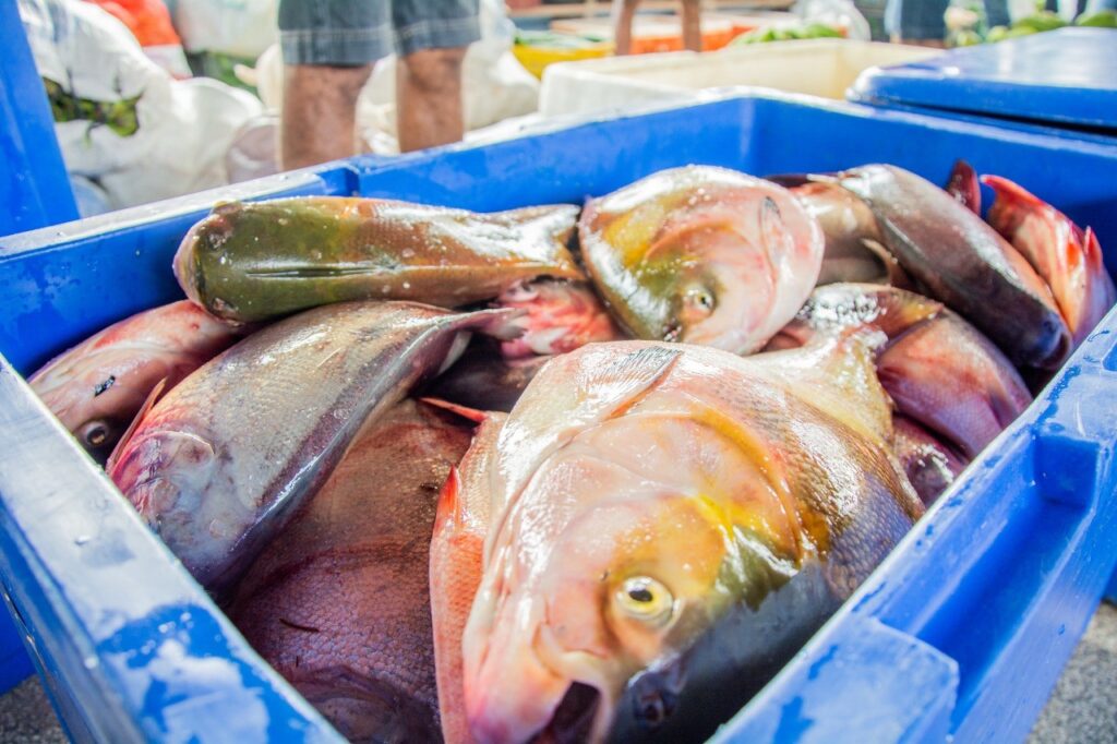 Preços de Ovos de Páscoa, Pescados e Bebidas em Alagoas: Procon Revela Valores na Semana Santa