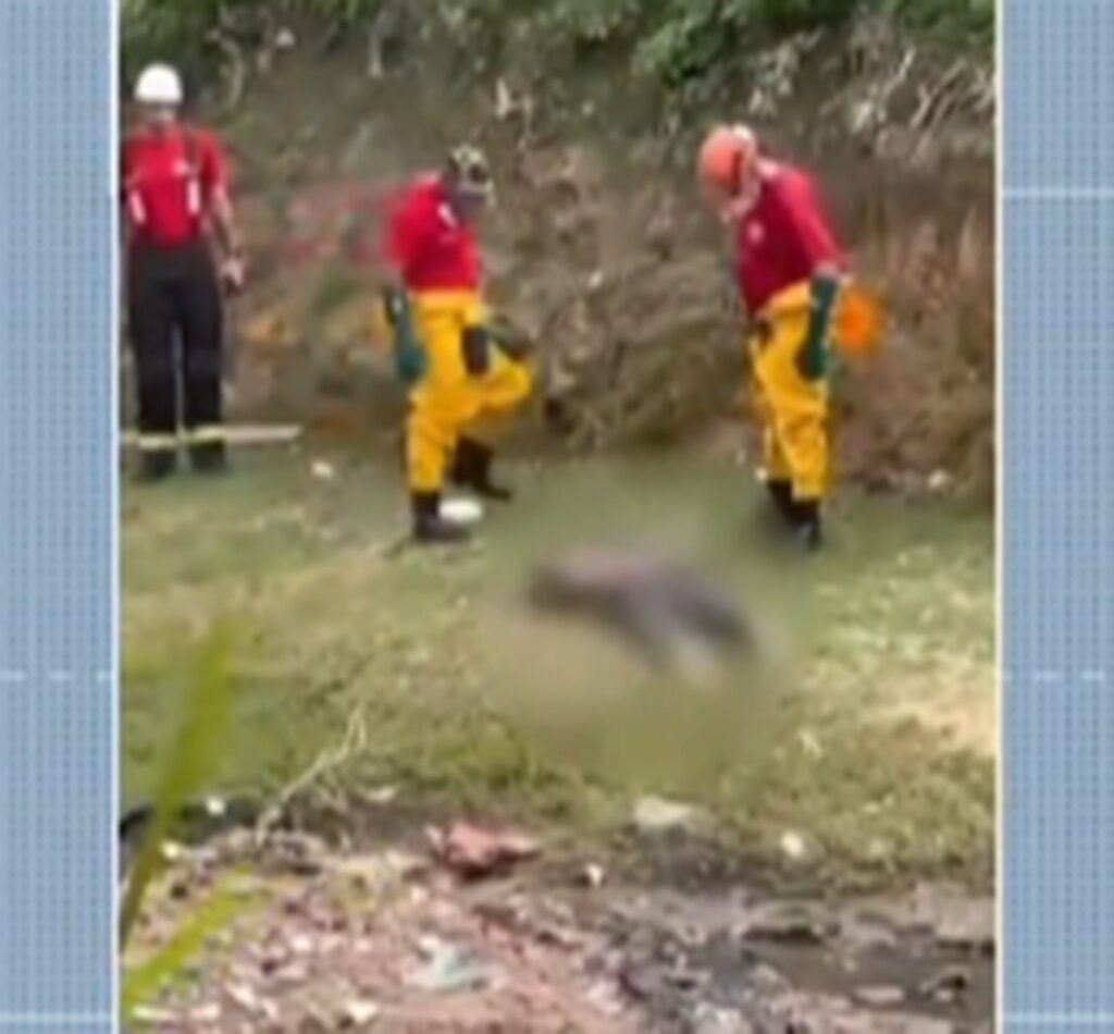Corpo em Decomposição Encontrado em Córrego no Vale do Reginaldo, Maceió Corpo em Decomposição Encontrado em Córrego no Vale do Reginaldo, Maceió
