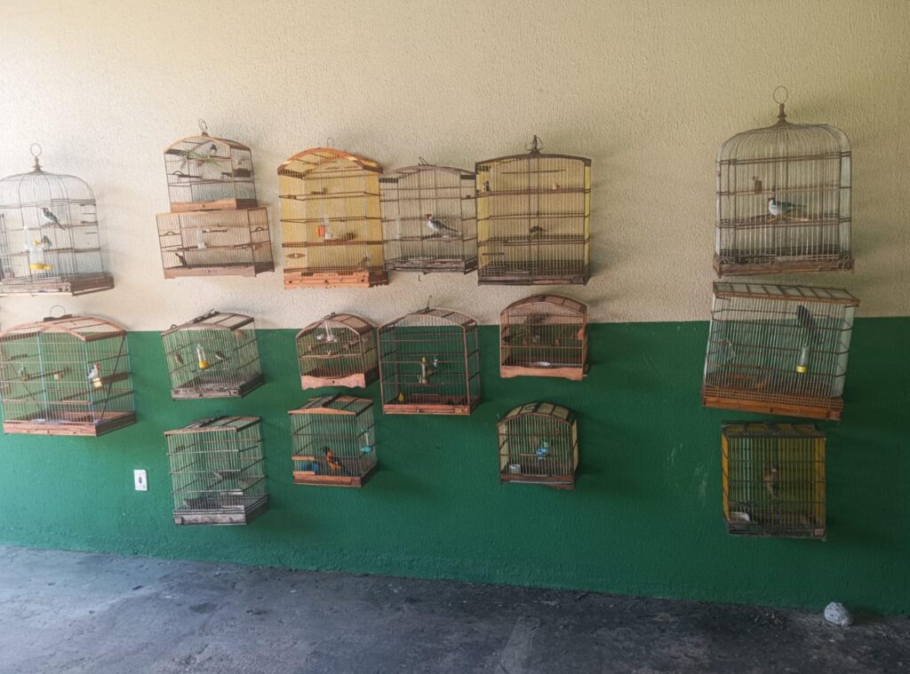 Polícia Militar de Alagoas Resgata 36 Aves Silvestres de Cativeiros Ilegais Polícia Militar de Alagoas Resgata 36 Aves Silvestres de Cativeiros Ilegais