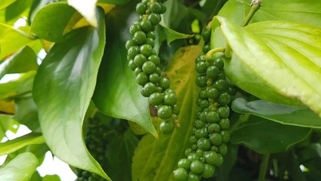 Produção de Pimenta em Alagoas Ganha Espaço no Mercado Nacional e Internacional