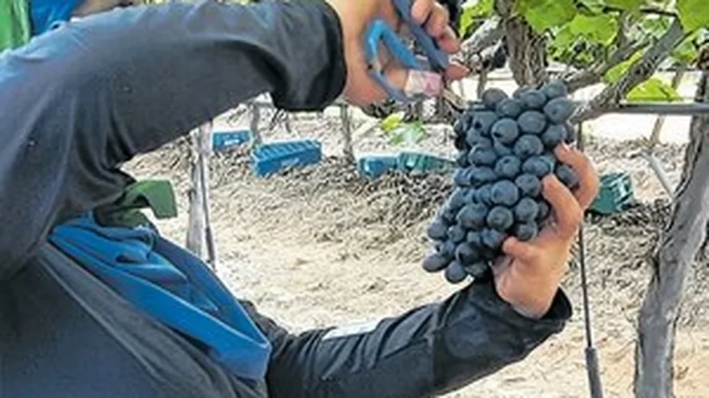 Turismo Rural em Alagoas Cresce com Foco na Uva e Experiências Familiares