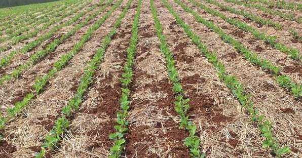 Granpal Lança Fórum de Desenvolvimento Sustentável em Agricultura e Turismo na Região Metropolita Imagem do artigo
