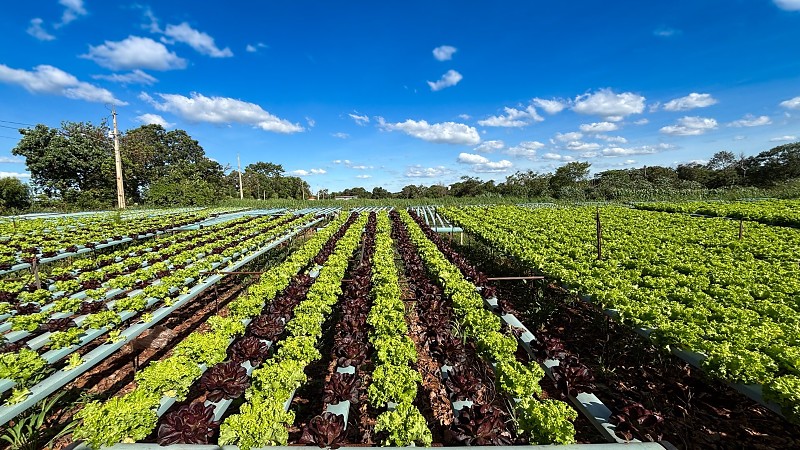 Aumento da Agricultura Familiar na Merenda Escolar de MS: Um Avanço Sustentável