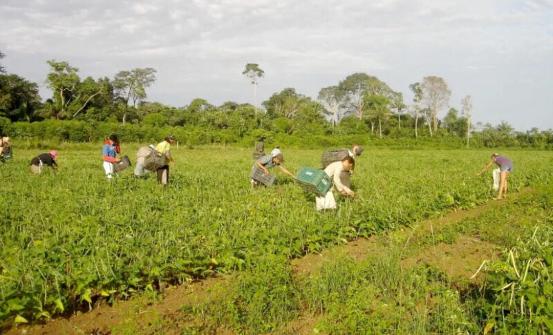 Plano Safra 2025/2026: Pequenos Produtores Obtêm 60% do Crédito na Amazônia
