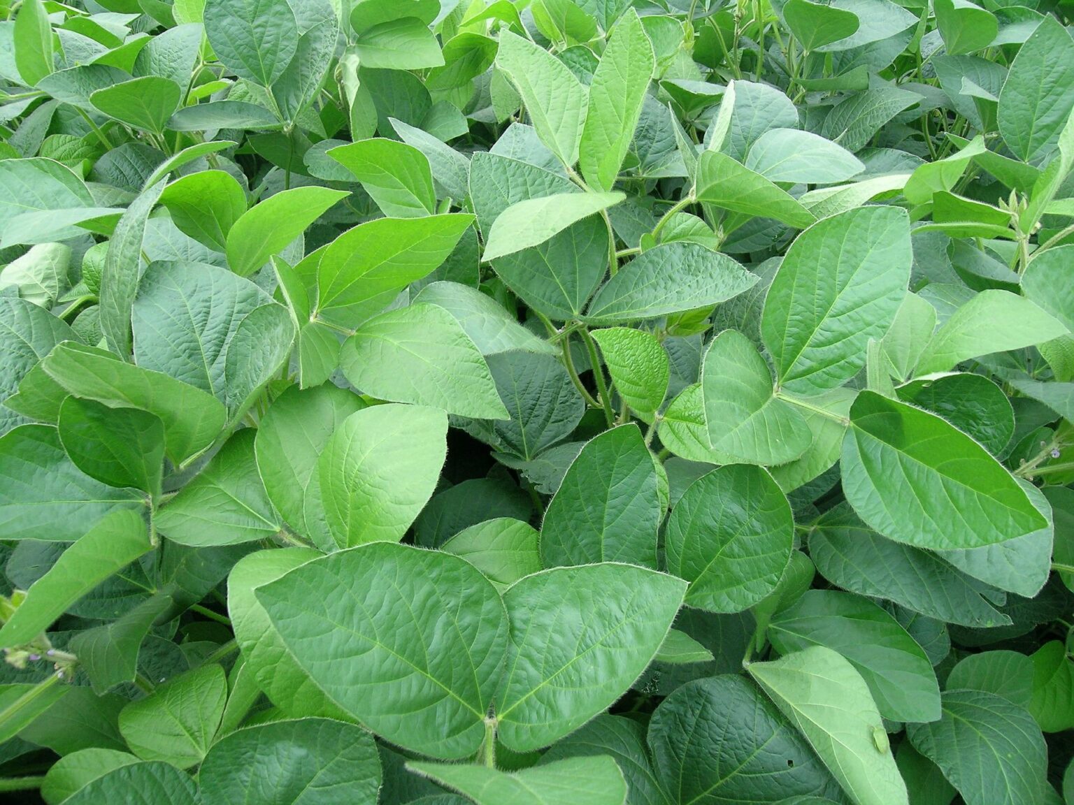 Soja em Mato Grosso: Crescimento da Área Plantada, mas Produtividade em Queda