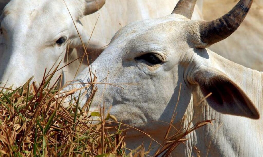 2026 Começa com Preocupações para Pecuaristas de Mato Grosso - Impactos das Novas Cotas de Importaçã