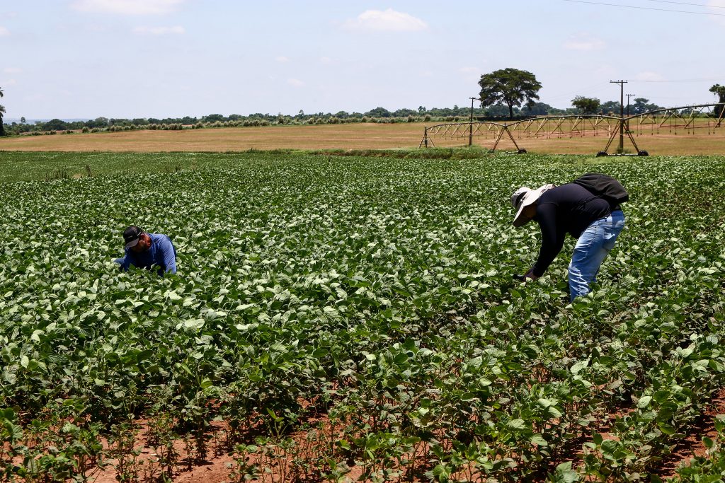 Agro Paulista Encerrará 2025 com Superávit de US$ 23 Bilhões