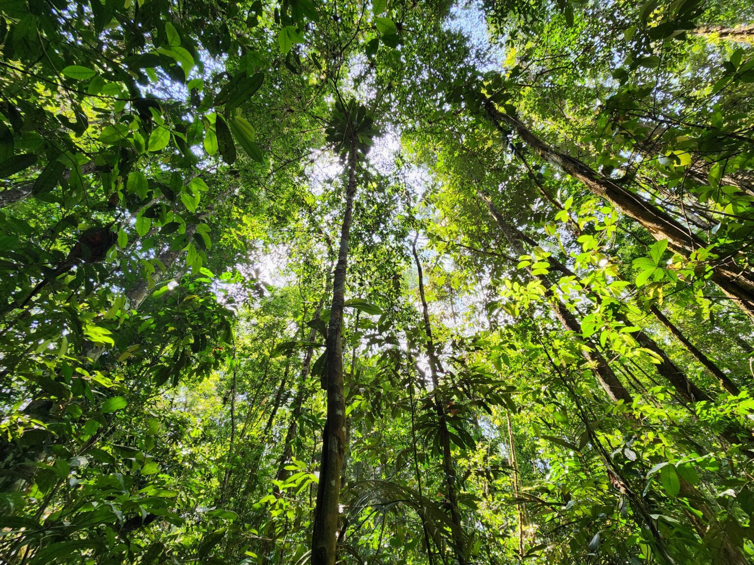 Amapá: único estado da Amazônia Legal sem desmatamento significativo nos últimos 3 anos Amapá: único estado da Amazônia Legal sem desmatamento significativo nos últimos 3 anos