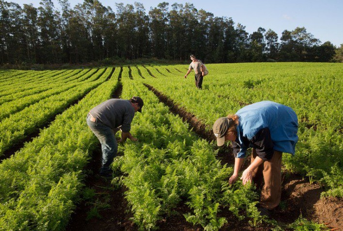 Microcrédito Rural: Catalisador da Agricultura Familiar com R$ 338,7 Milhões Movimentados Microcrédito Rural: Catalisador da Agricultura Familiar com R$ 338,7 Milhões Movimentados