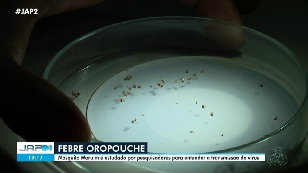 Estudo da Unifap Avalia Aumento da Febre Oropouche na Amazônia