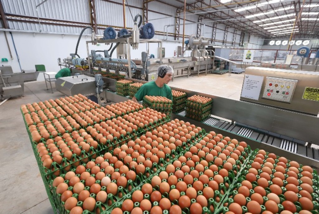 Evolução das Exportações de Ovos no Espírito Santo: Um Marco para o Agronegócio Capixaba