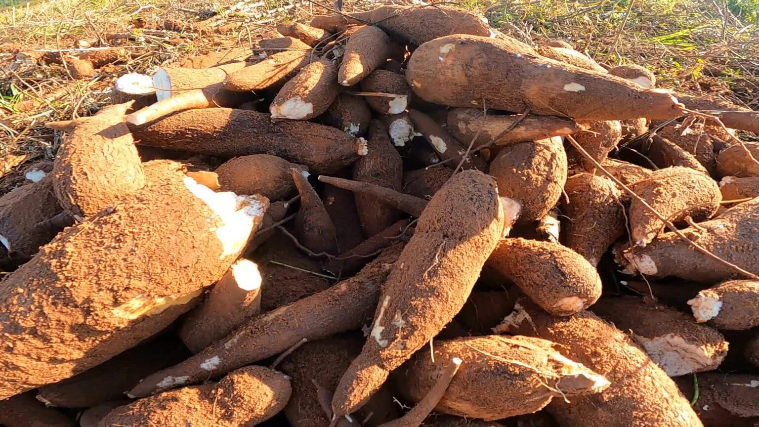 Impacto da Vassoura-de-Bruxa na Agricultura Indígena do Amapá