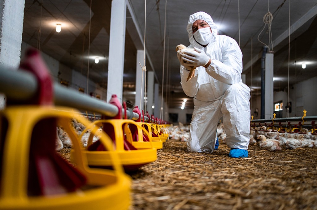 Nova Lei Destina R$ 83,5 Mi para Fortalecer Sanidade Agropecuária no Brasil