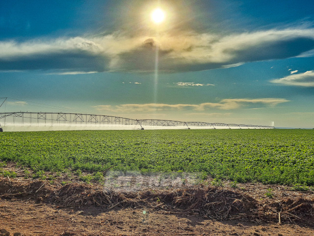 Renda Fixa e Agronegócio: As Principais Apostas de Investimento para 2026
