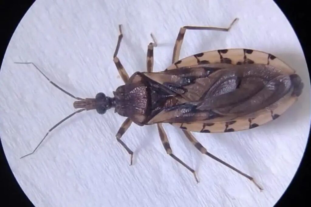 Aumento de Casos de Doença de Chagas no Amapá: Alerta e Recomendações Importantes