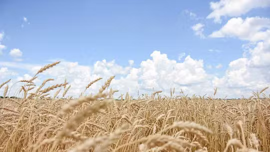 Inadimplência no Agronegócio atinge 7,4% em fevereiro; saiba mais