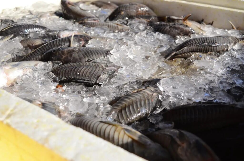 Programa Peixe Popular: Acesso ao Pescado em Sete Municípios do Amapá
