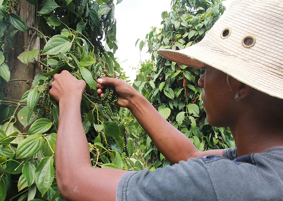Bactérias Prometedoras Podem Transformar o Cultivo de Pimenta-do-Reino no Brasil