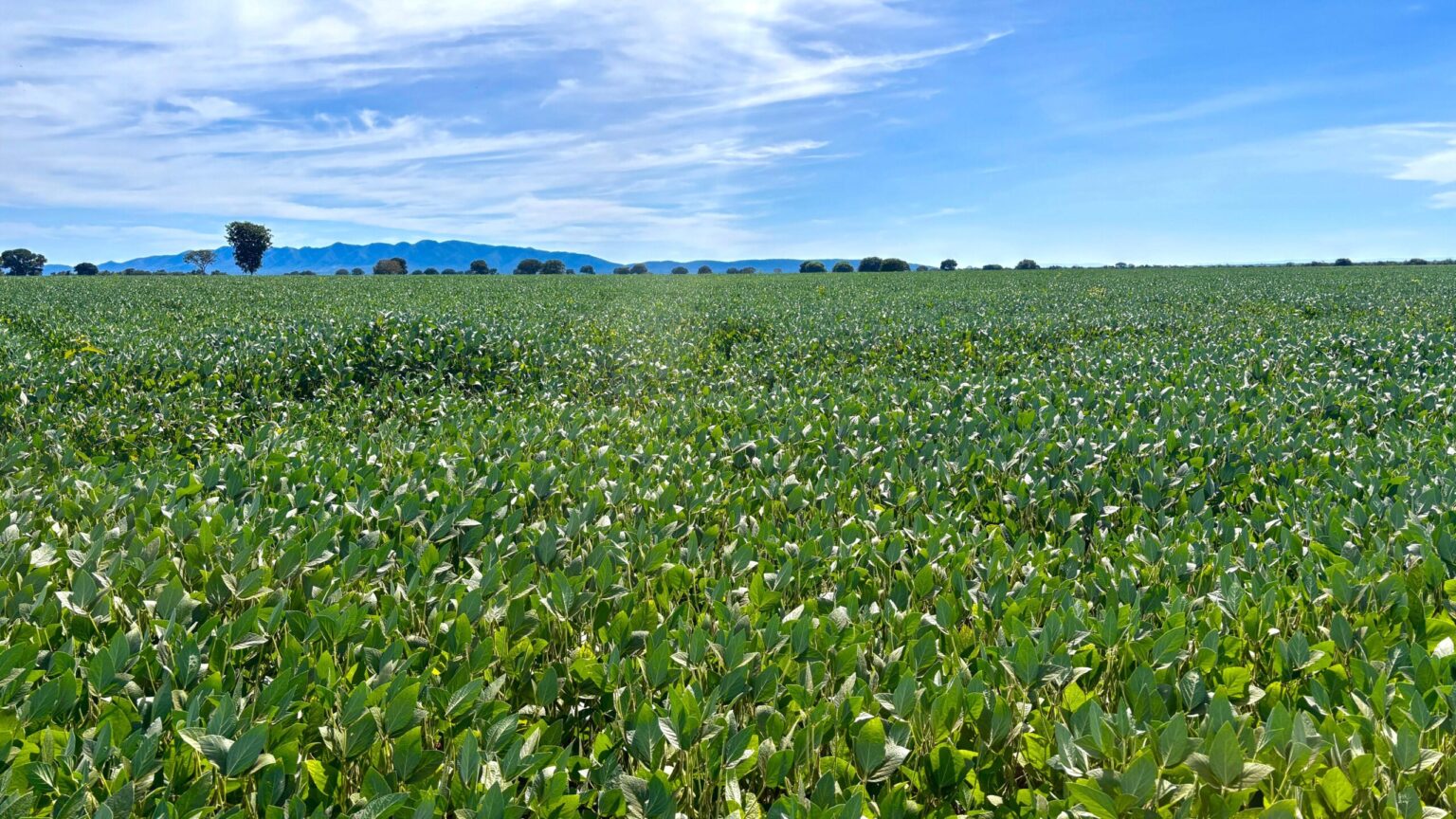 Condições Climáticas Ajudam Soja no Brasil, Mas Goiás Enfrenta Crise Hídrica